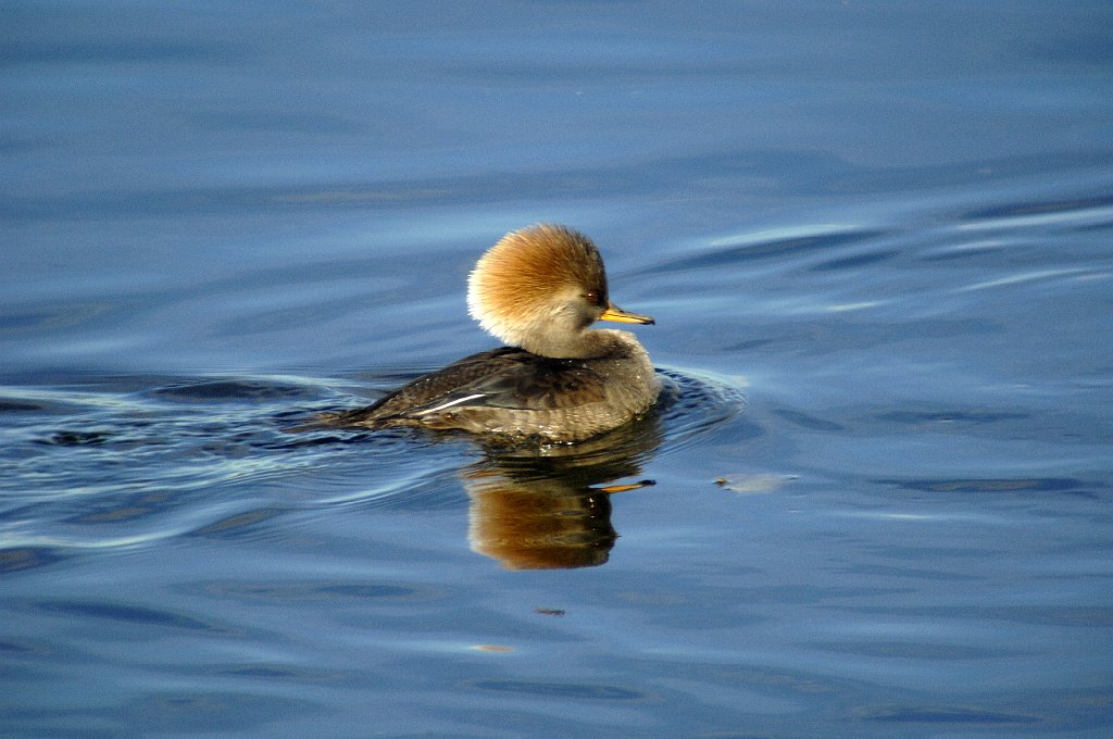 Duck, Hooded Merganser, 2007-01035495 Flint Pond, MA.JPG - Hooded Merganser, Flint Pond, MA, 1-3-2007